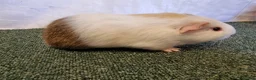 Guinea Pig rodents for sale: Guinea pigs  in Usk - Advert 21