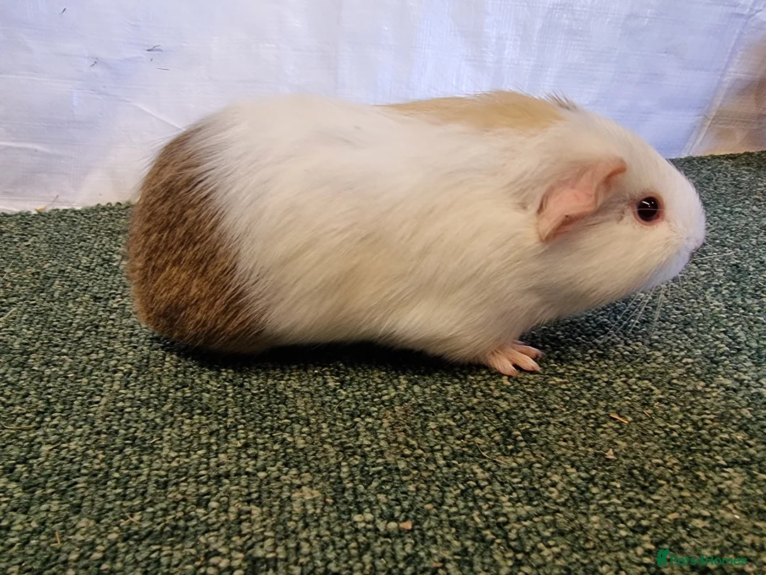 Guinea Pig rodents for sale: Guinea pigs  - Advert 17