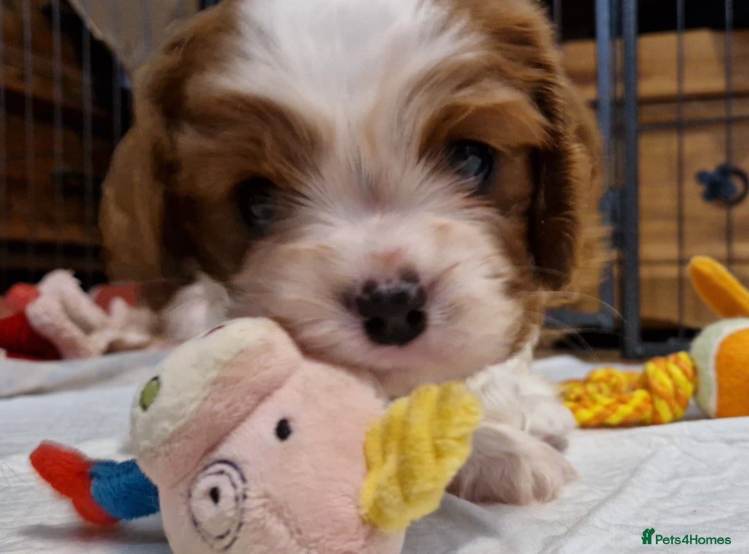 Cavalier King Charles Spaniel dogs for sale: ✨ Gorgeous Puppy Ready for a Loving Home ✨ - Advert 5