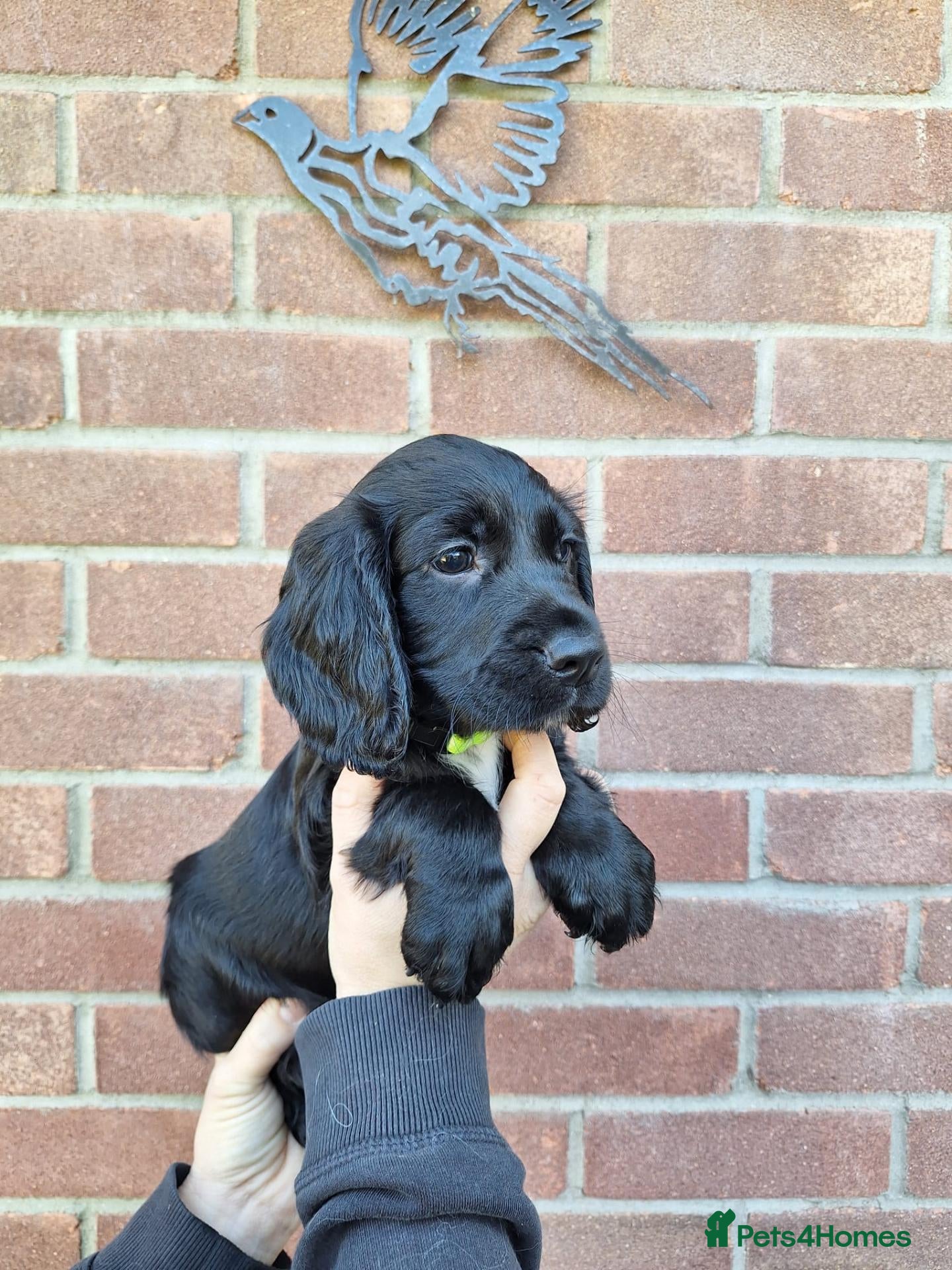Sprocker dogs (5 left) sprocker puppies 🐶  5⭐️ breeder - Advert 6