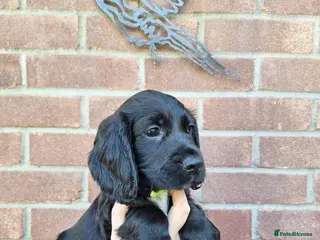 Sprocker dogs (5 left) sprocker puppies 🐶 5⭐️ breeder - Advert 6