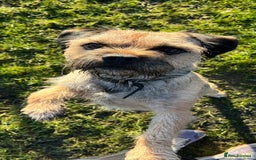 Border Terrier dogs for stud: Border terrier stud  in Rochdale - Image 1