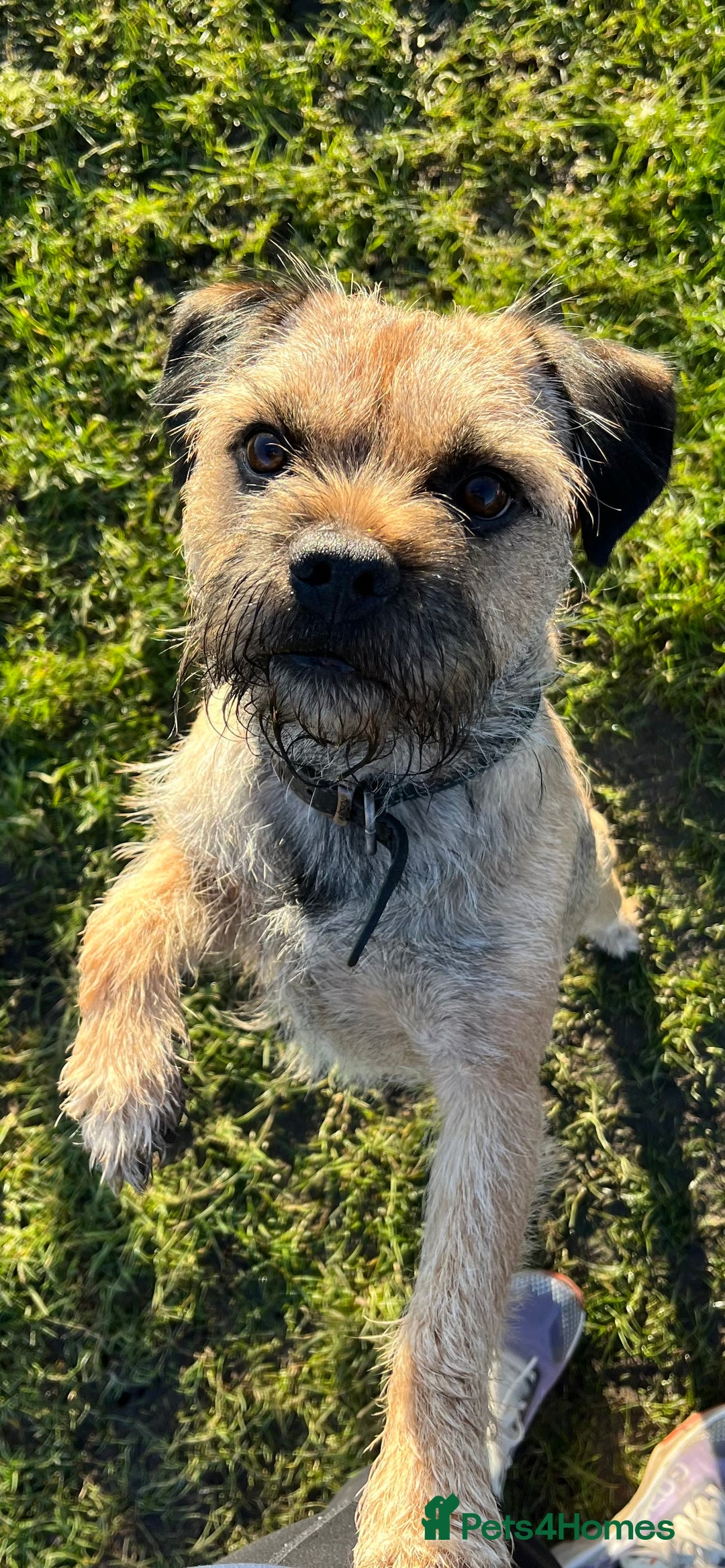 Border Terrier dogs for stud: Border terrier stud  in Rochdale - Image 1