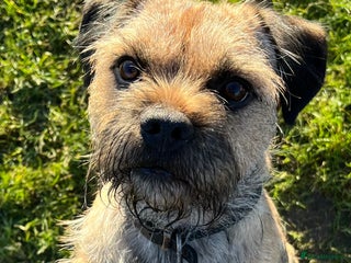 Border Terrier dogs in Rochdale - Advert 3