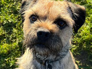 Border Terrier dogs Border terrier stud in Rochdale - Advert 1