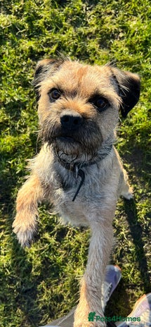 Border Terrier dogs in Rochdale - Advert 1