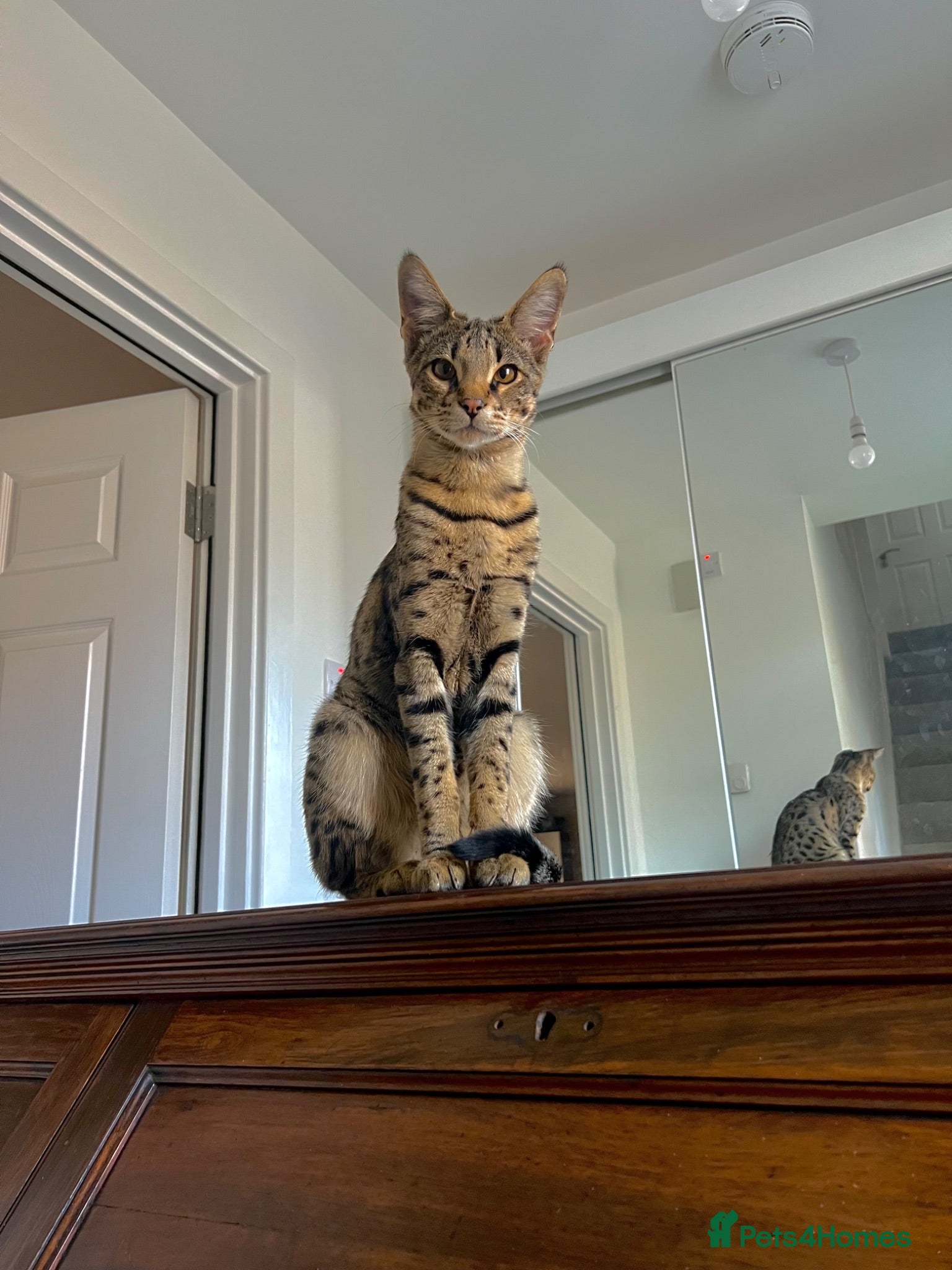 Savannah cats F3 Savannah male for sale  - Advert 1