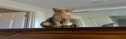 Savannah cats for sale: F3 Savannah male for sale  - Advert 1