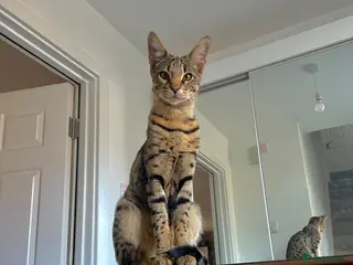 Savannah cats F3 Savannah male for sale - Advert 1