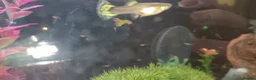 Plecos fish for sale: Albino bristlenose pleco babies and guppy fry  in Waterlooville - Advert 4