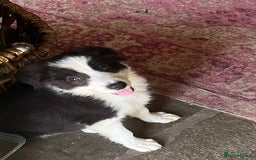 Border Collie dogs for sale: Excellent litter of border collie puppies for sale in Witney - Image 1