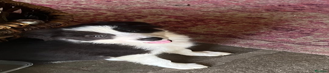 Border Collie Puppy 4