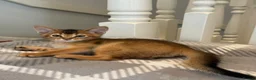 Abyssinian cats for sale: TICA reg one gorgeous Ruddy Aby boy left! - Advert 3