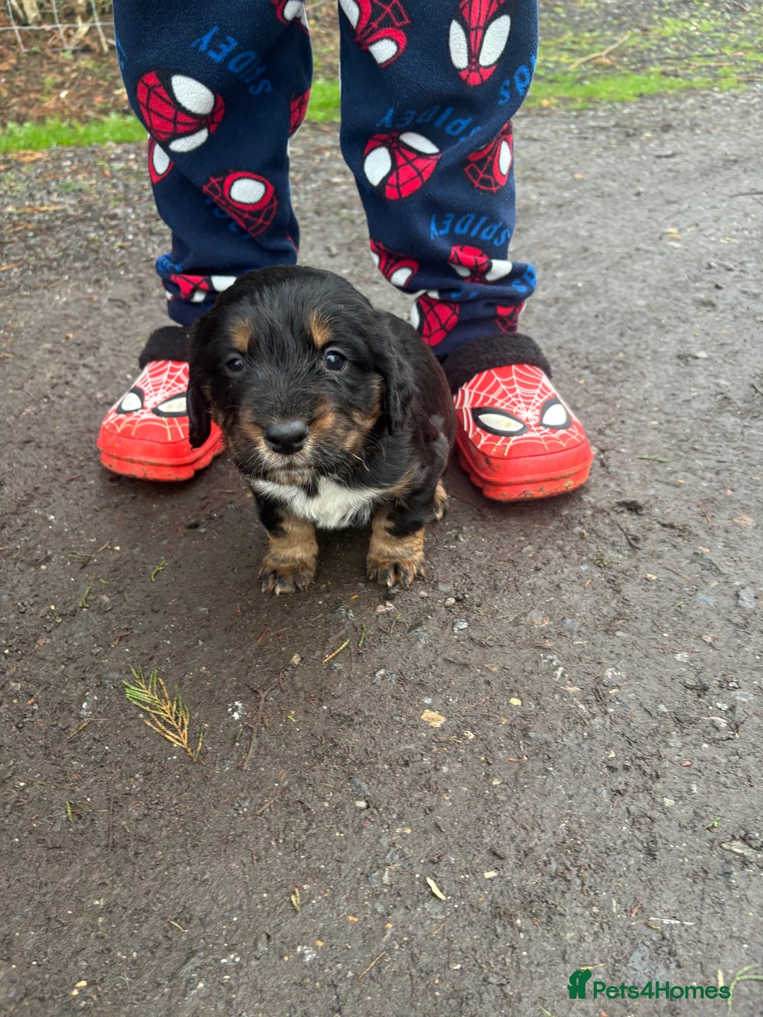 Cocker Spaniel dogs for sale: Working type cocker spaniel  - Advert 6