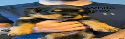 Rottweiler dogs for sale: Beautiful Rottweiler puppies in Derby - Advert 4