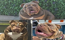 English Bulldog dogs for sale: Stunning bulldogs  - Image 12