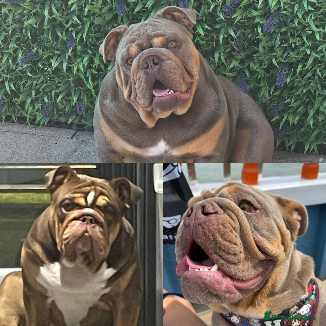 English Bulldog dogs for sale: Stunning bulldogs  - Image 12