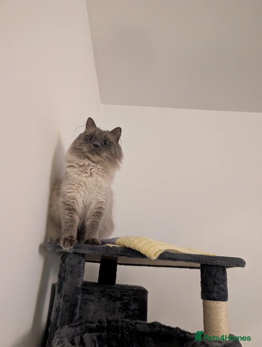 Ragdoll cats for sale: Ragdoll Male for Sale  - Advert 6