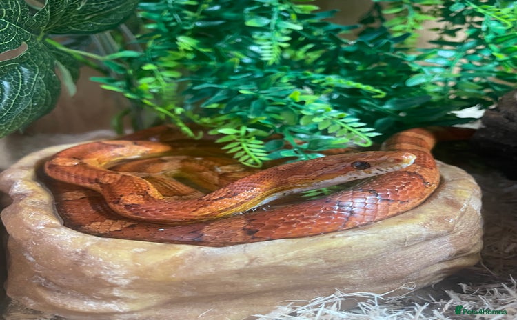 Corn Snake reptiles - Advert 2