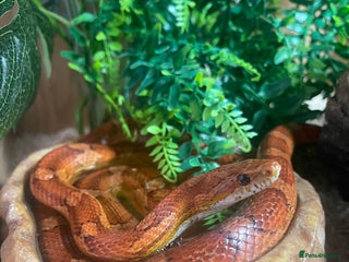 Corn Snake reptiles - Advert 2