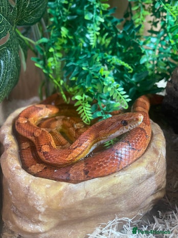 Corn Snake reptiles - Advert 12