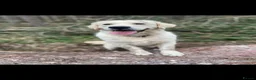 Golden Retriever dogs for sale: Our beautiful lady Harper is expecting puppies xx - Advert 6