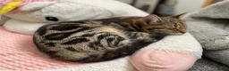 Domestic Shorthair cats for sale: Gorgeous Tabby siblings  - Advert 18