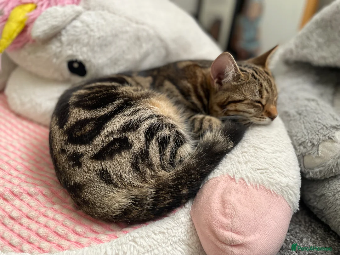 Domestic Shorthair cats for sale: Gorgeous Tabby siblings  - Advert 18