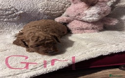 Cockapoo dogs for sale: Toy cockapoo puppies 3 boys 2 girls fox red  - Image 14