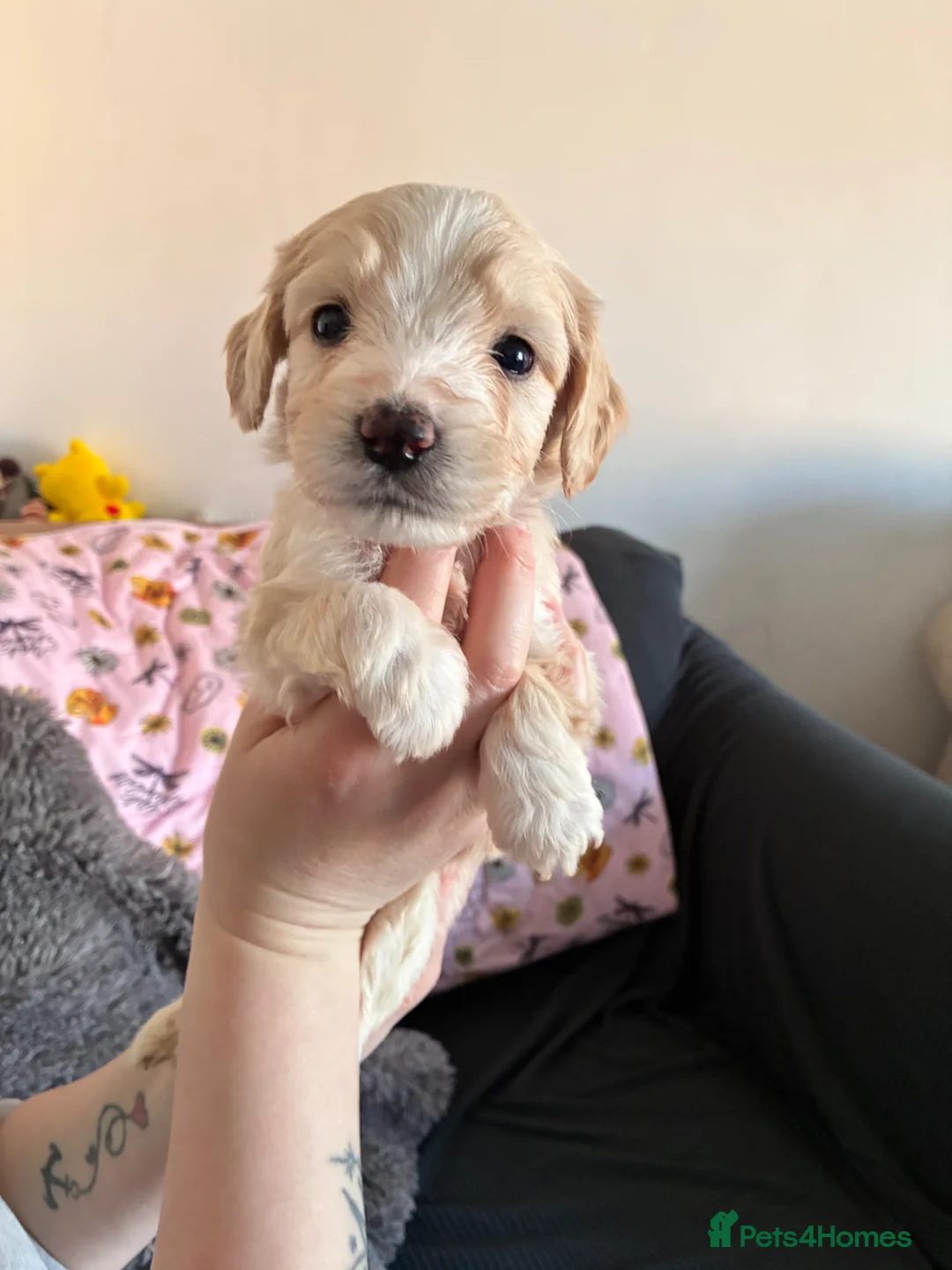 Mixed Breed dogs for sale: Beautiful pups - Advert 1