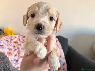 Mixed Breed dogs Beautiful pups - Advert 1