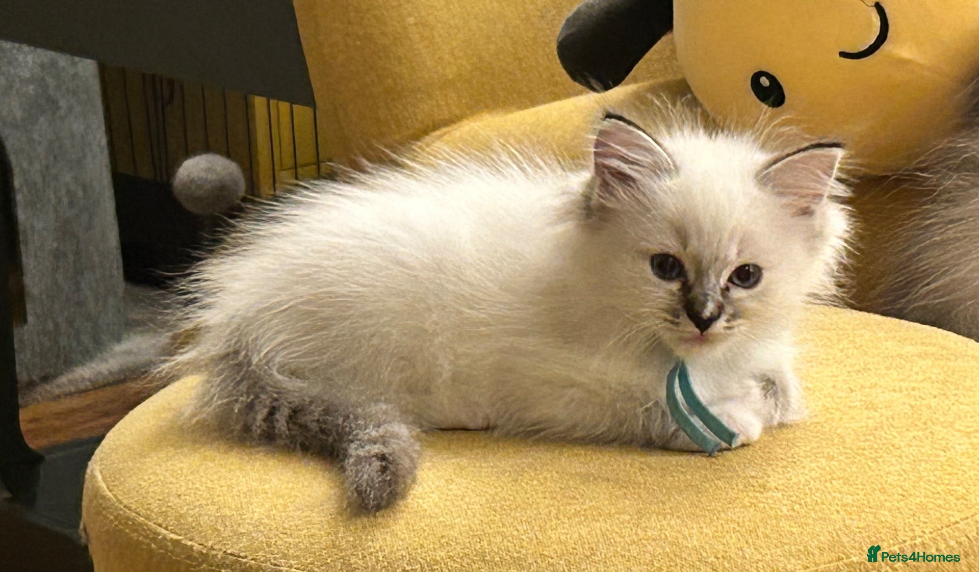 Ragdoll cats 😻READY NOW RAGDOLL KITTENS BI COLOUR/LYNX 😻 - Advert 2