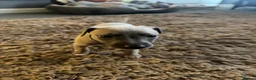 Whippet dogs for sale: KC Reg Rare Blue/Fawn whippets - Advert 12