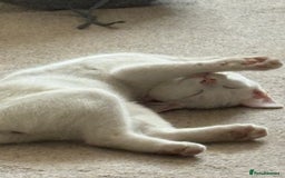 Mixed Breed cats for sale: Female kitten - Image 5
