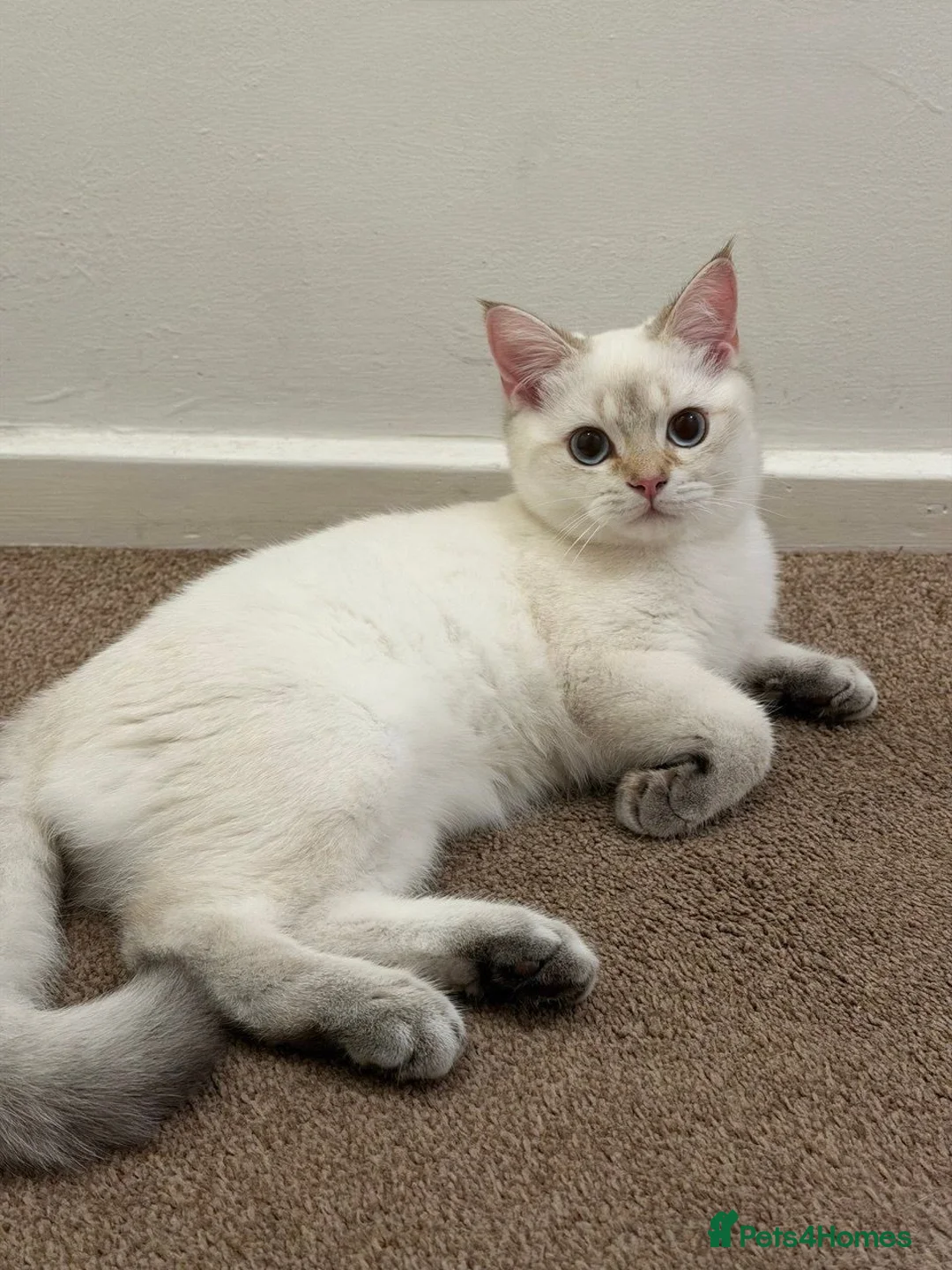 British Shorthair cats for sale:  BRITISH SHORT HAIR WHITE COLOR POINT - Advert 1
