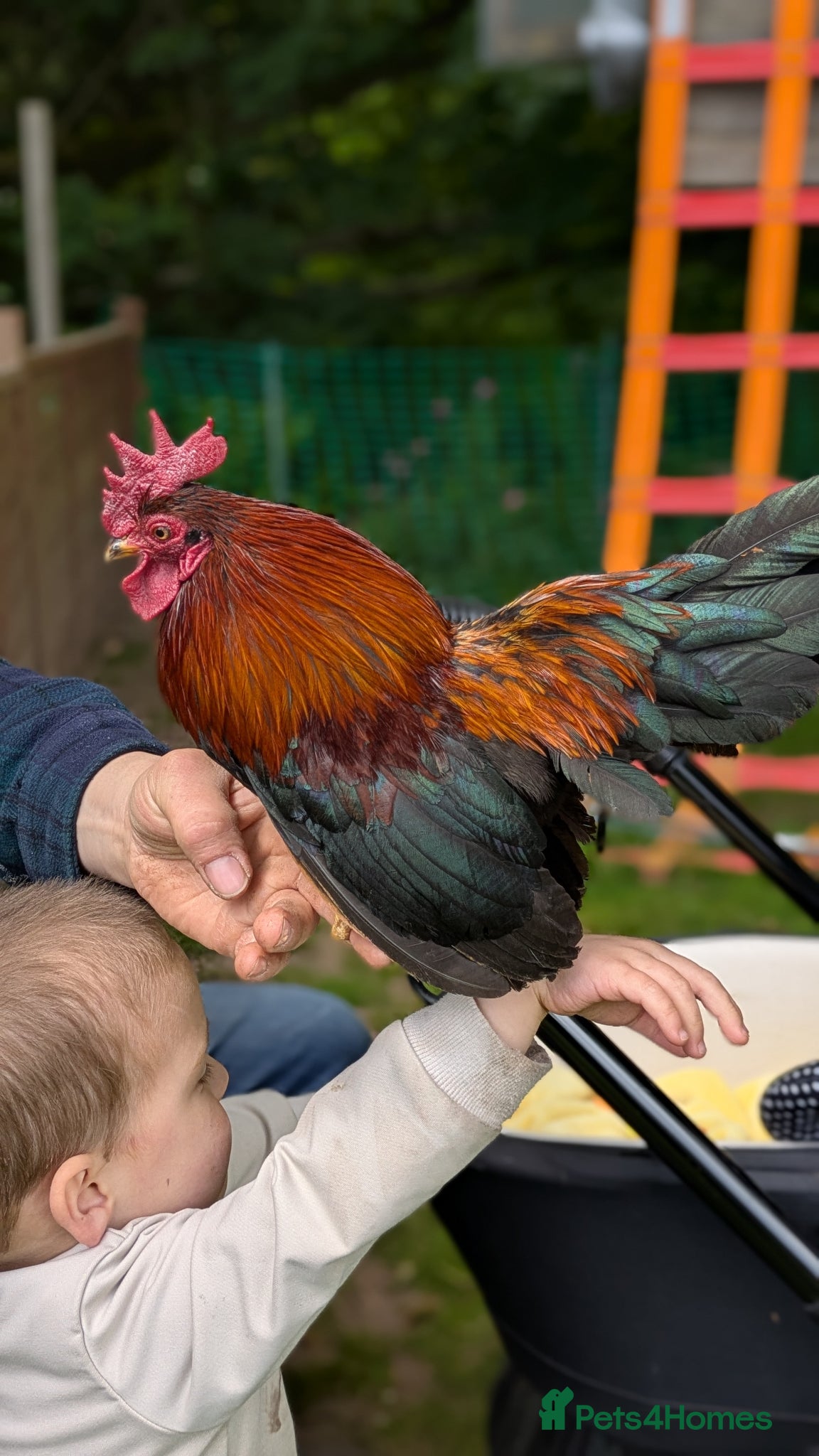 Chickens poultry Serama Pekan Cockerel - Advert 2