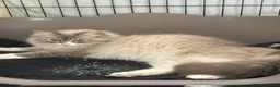 Siberian cats for sale: Retired Neva Siberian Queen  - Advert 3