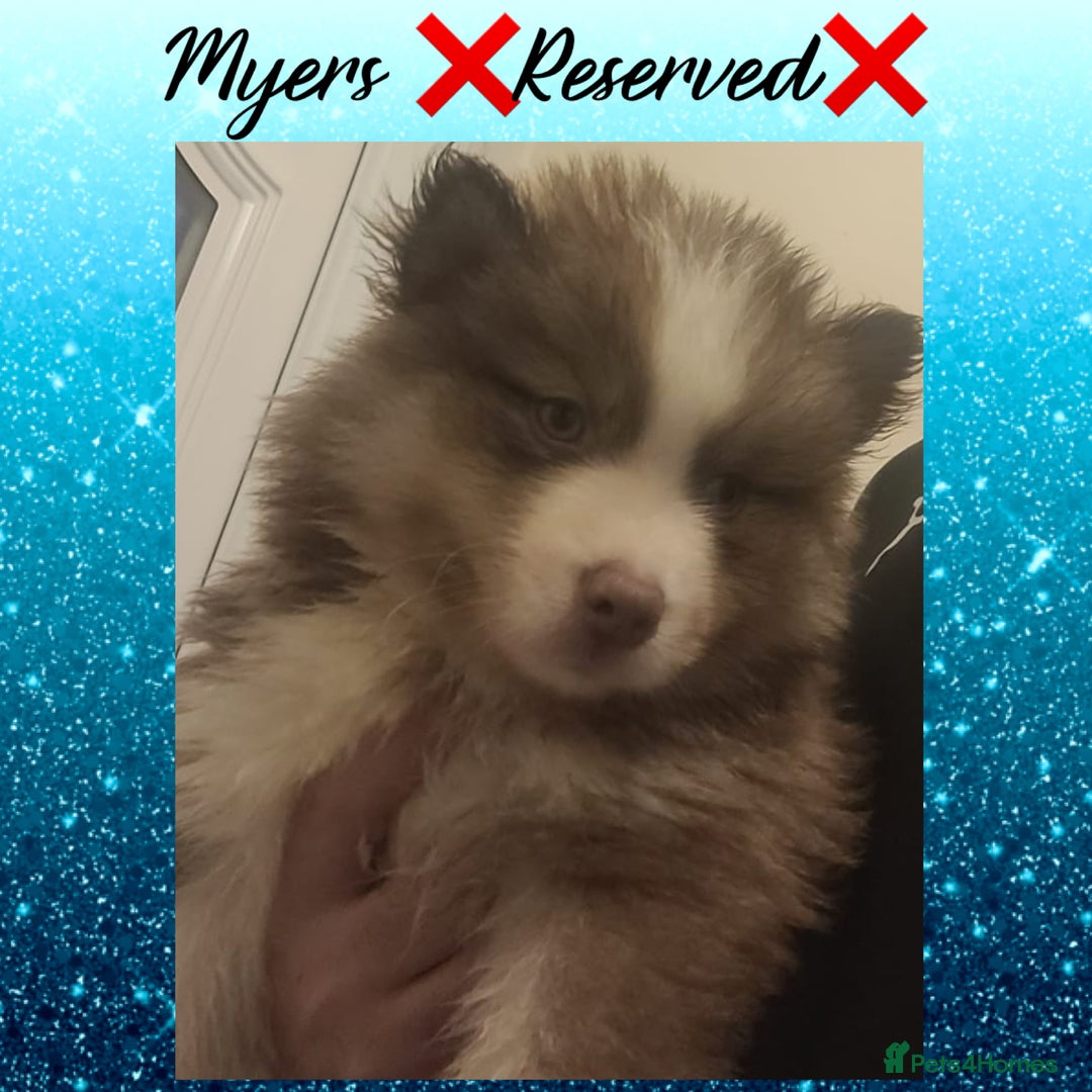 Pomsky dogs for sale: Pomsky Puppies - Image 5