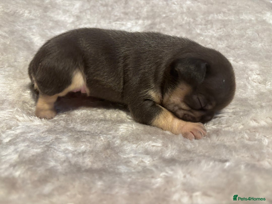 French Bulldog dogs for sale: MERLE FRENCH BULLDOG PUPPIES 🐾  - Image 14
