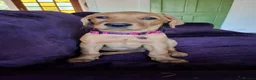 Labrador Retriever dogs for sale: Fox red Lab puppy - Advert 8