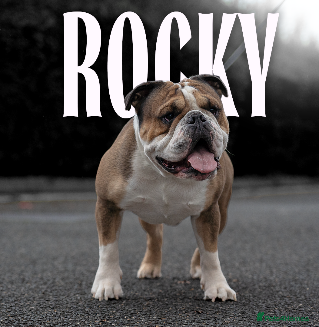 English Bulldog dogs Rocky ukbkc/nebbr registered  in Erith - Advert 1
