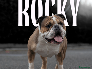 English Bulldog dogs in Erith - Advert 8