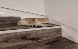 Scottish Fold cats for sale: Scottish fold 1 female left  - Image 2