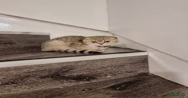 Scottish Fold cats - Advert 1
