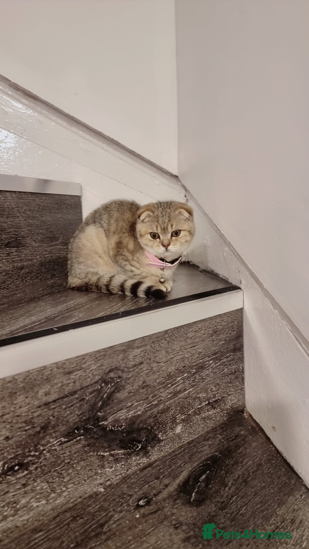 Scottish Fold cats for sale: Scottish fold 1 female left  - Image 2