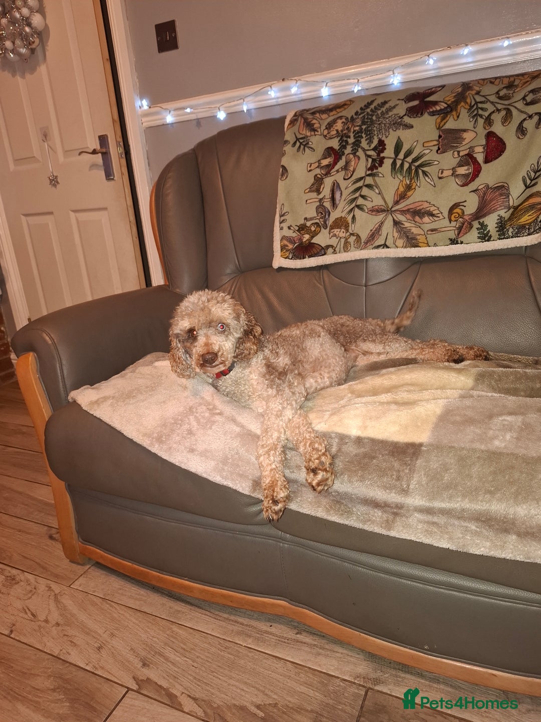 Miniature Poodle dogs for sale: 5 years old girl. Chocolate merle miniature poodle - Advert 1