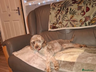 Miniature Poodle dogs 5 years old girl. Chocolate merle miniature poodle - Advert 4