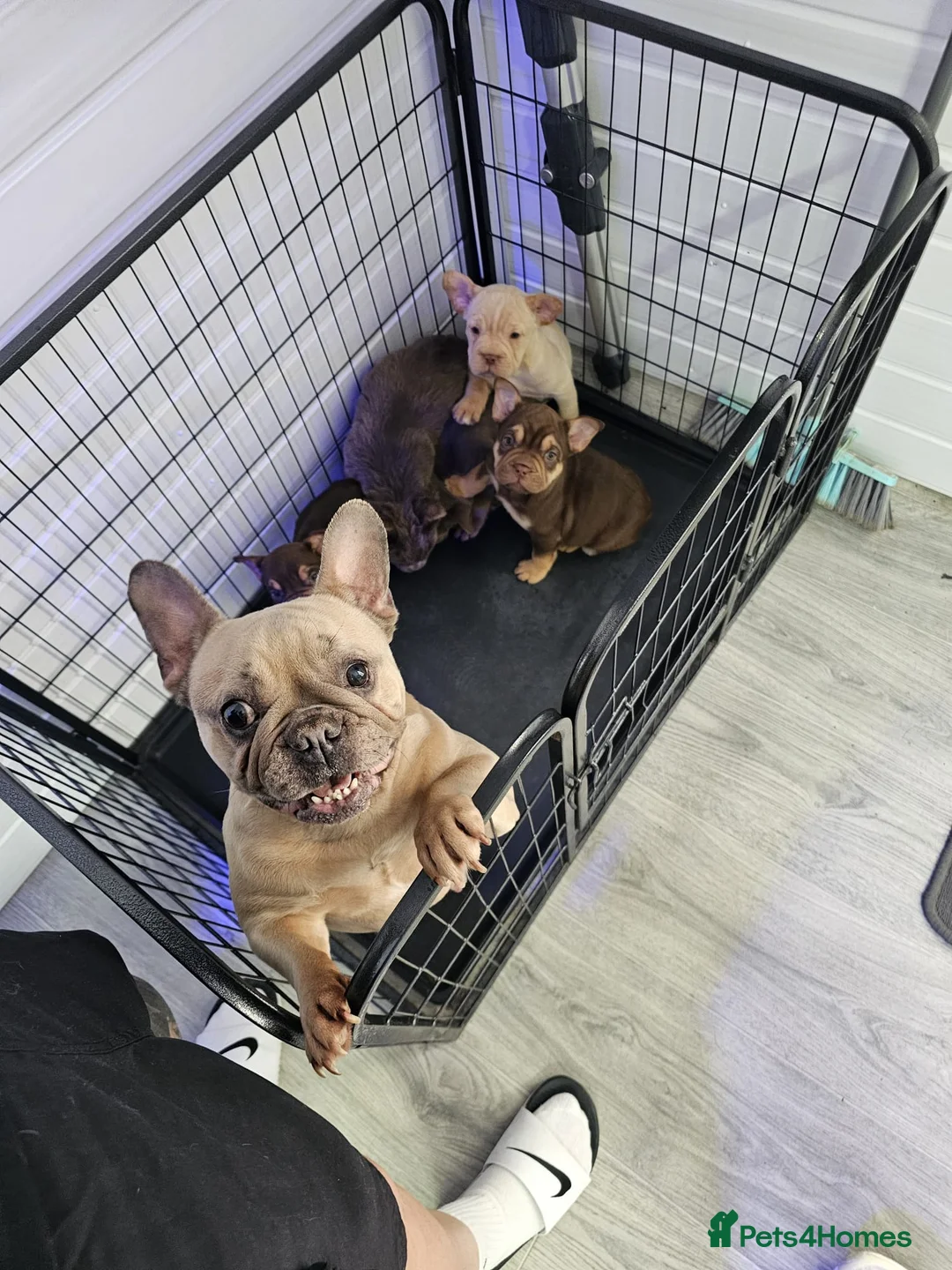 French Bulldog dogs for sale: French bulldog lovely puppies in Birmingham - Advert 1