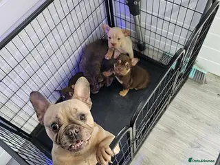 French Bulldog dogs French bulldog lovely puppies - Advert 7