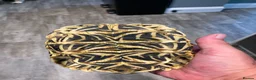 Tortoise reptiles for sale: Indian star tortoise  - Advert 3